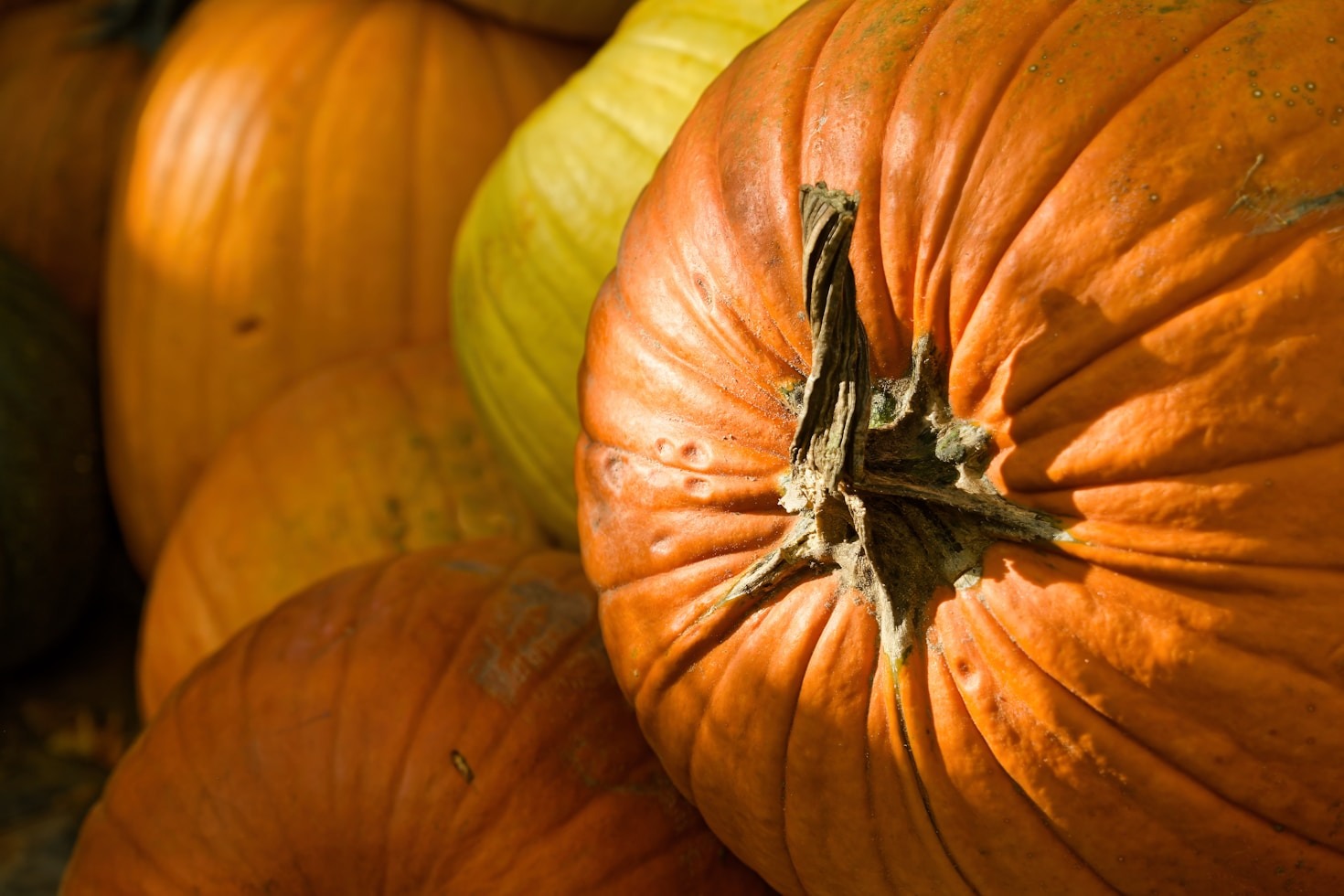 Savoring Local Flavors at London Mills Festivals